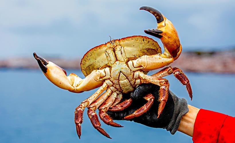 Norwegian-Crab
