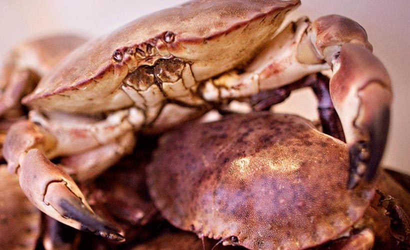 How to Pick a Crab: Step-by-Step Guide